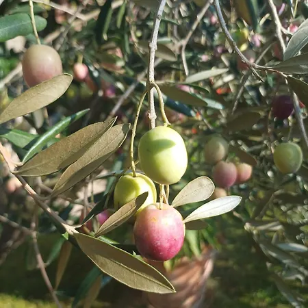 Giorgini Διαμέρισμα *