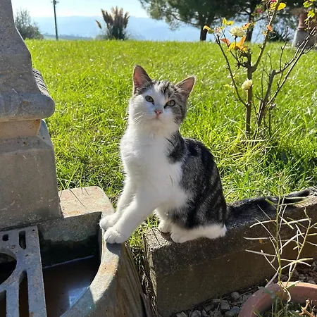 Giorgini Apartment *