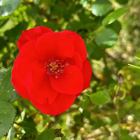 Giorgini * Marsciano