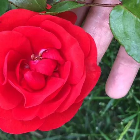 Giorgini Apartamento