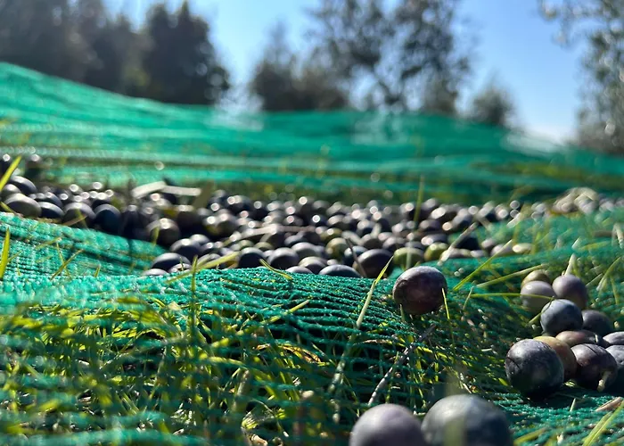 Giorgini * Marsciano